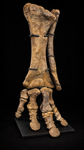 Fossil Triceratops front lower leg and foot – Mounted Specimen