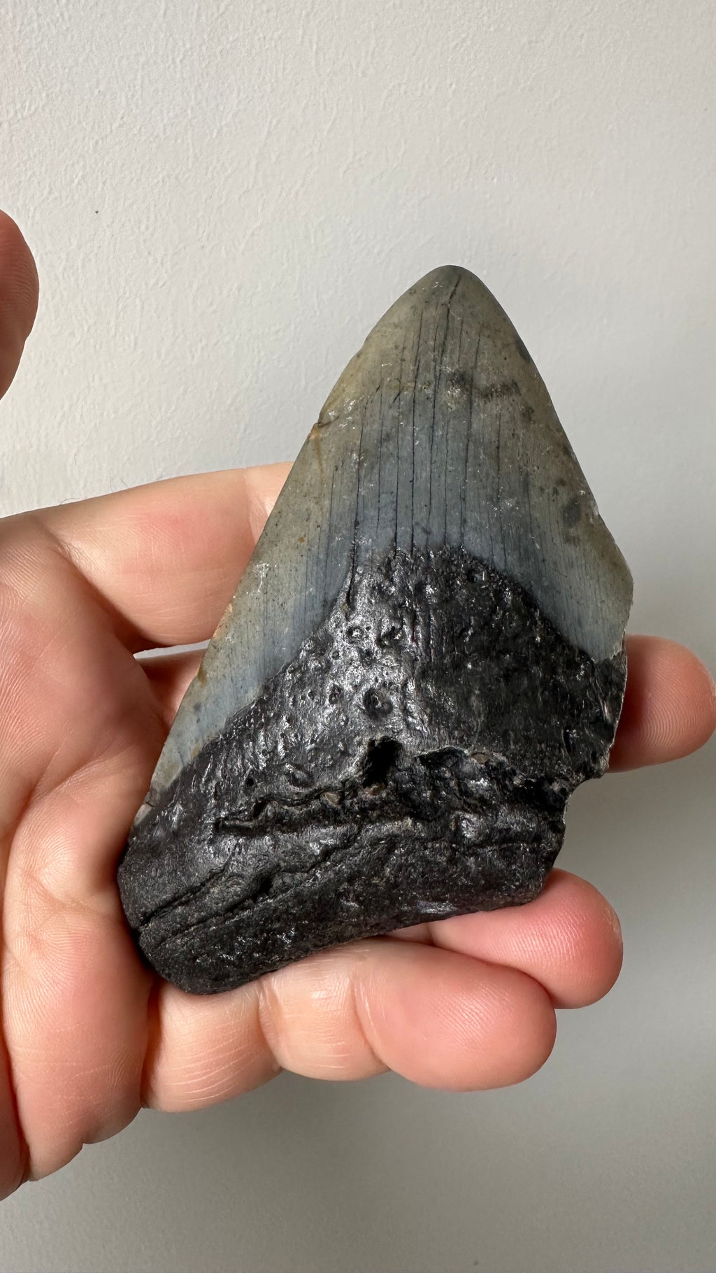 4" Genuine Megalodon Fossil Shark Tooth - Natural Specimen