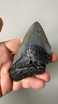 4" Genuine Megalodon Fossil Shark Tooth - Natural Specimen