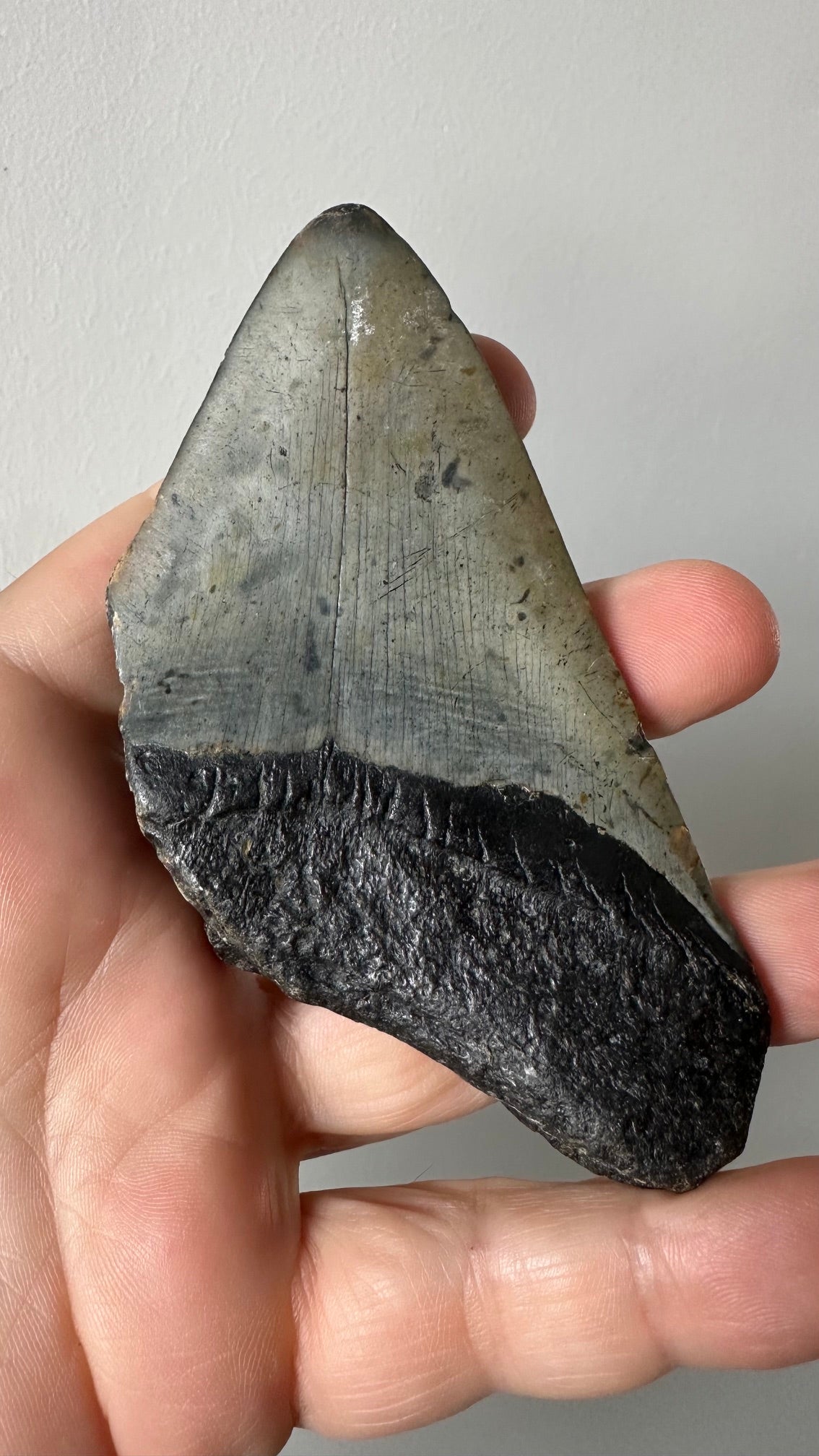4" Genuine Megalodon Fossil Shark Tooth - Natural Specimen