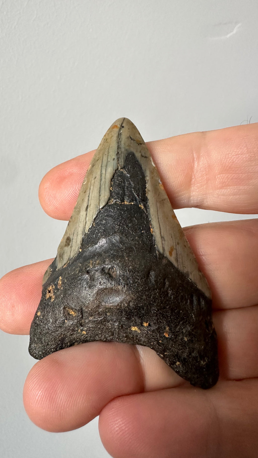 Megalodon fossil tooth, front view