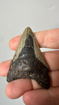 Megalodon fossil tooth, front view