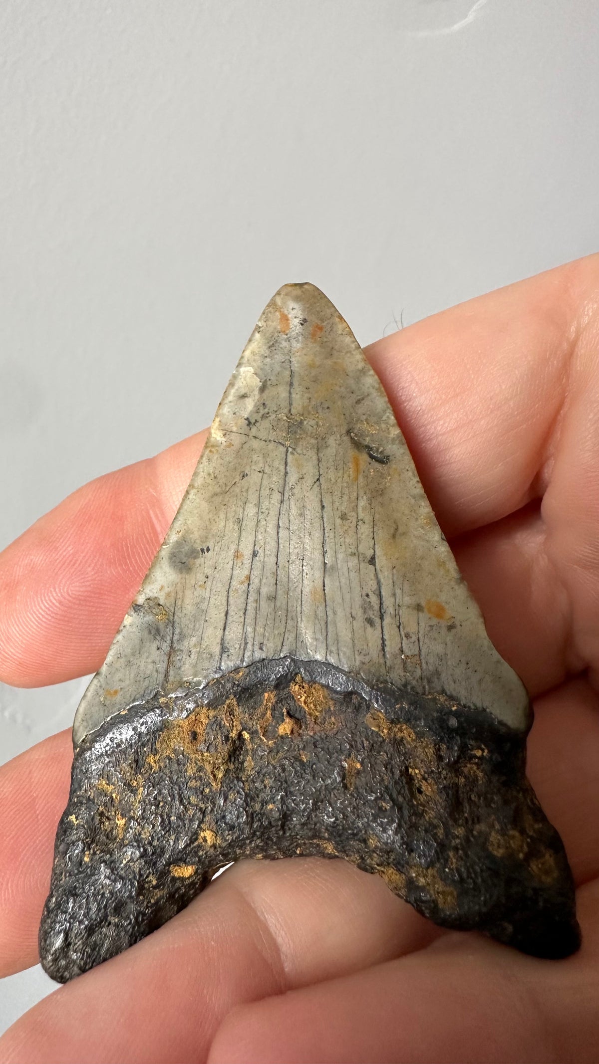 Megalodon fossil tooth, reverse view