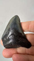 Megalodon shark tooth, first view