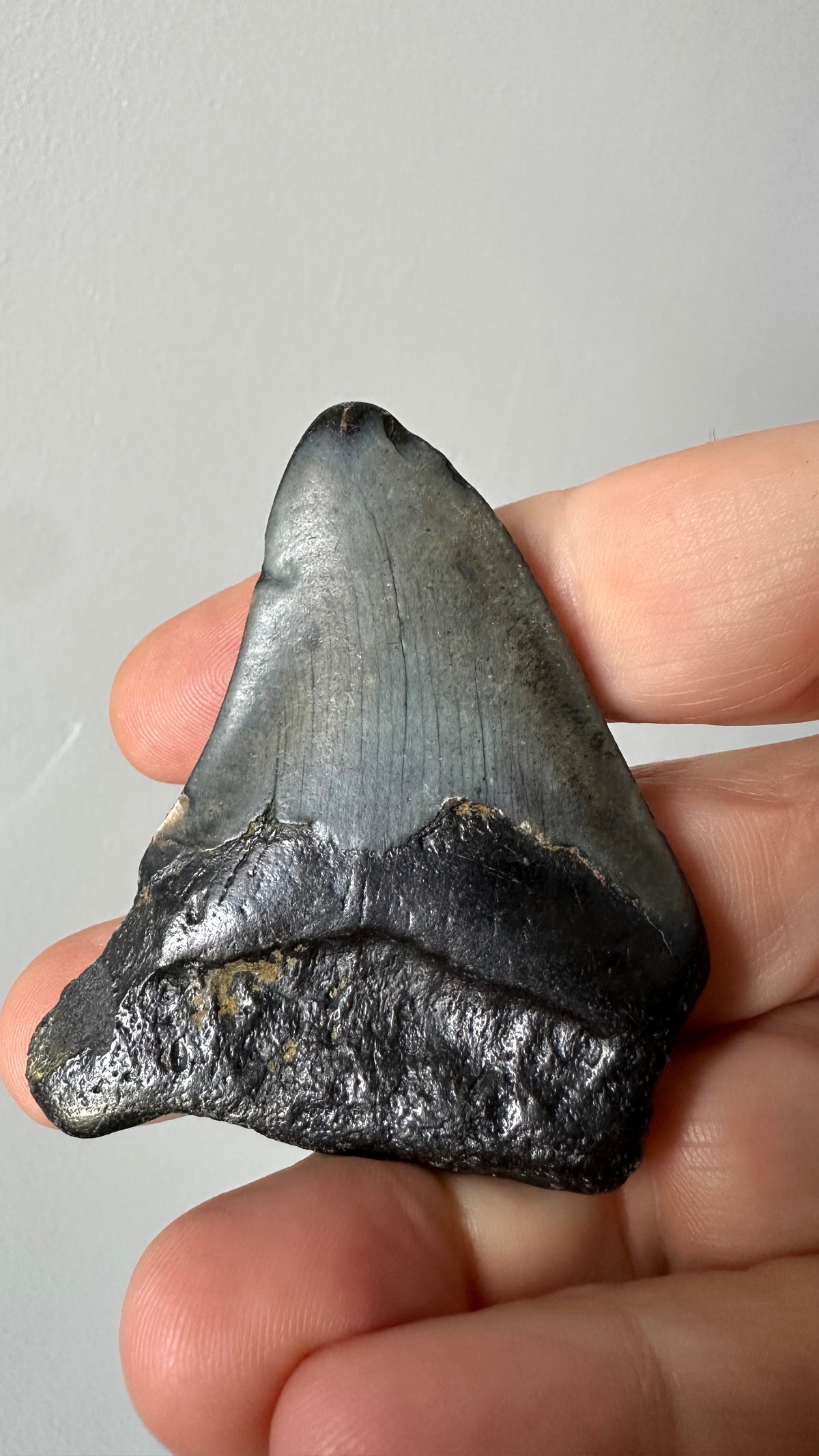 Megalodon shark tooth, second view