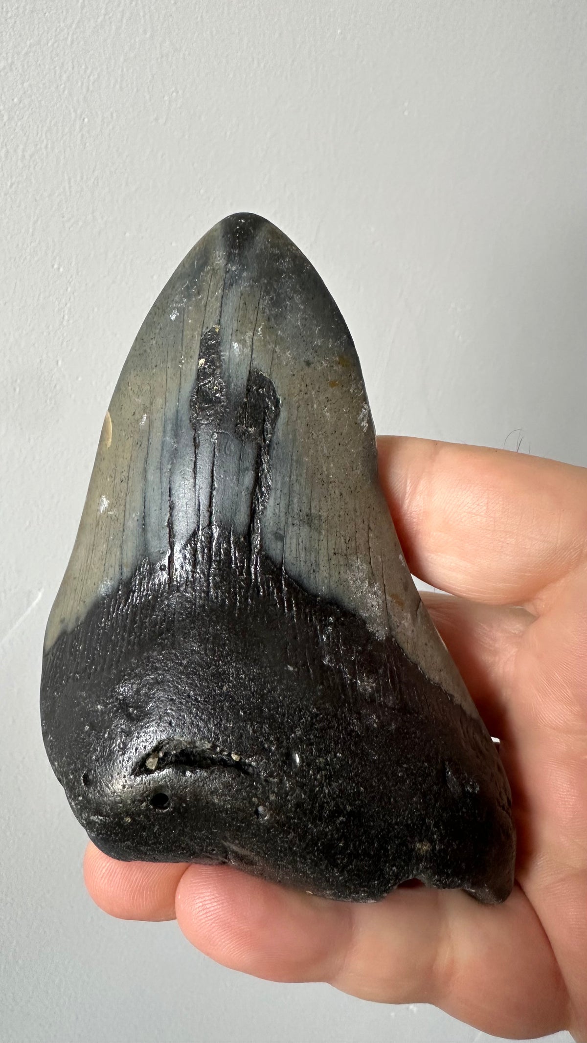 Megalodon shark tooth, first view