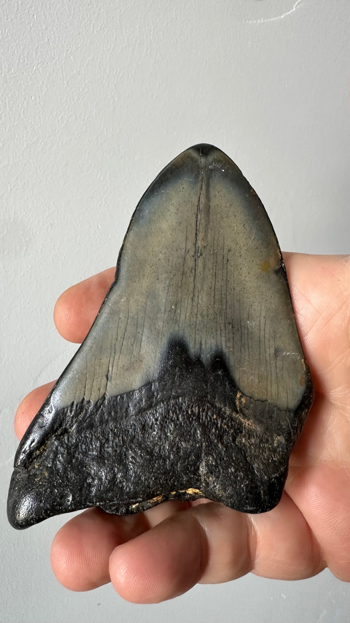 Megalodon shark tooth, second view