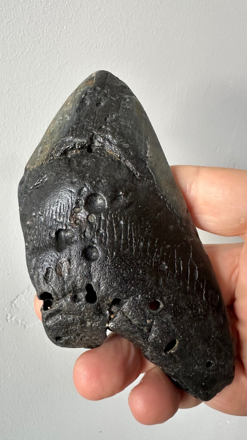 Megalodon shark tooth, first view