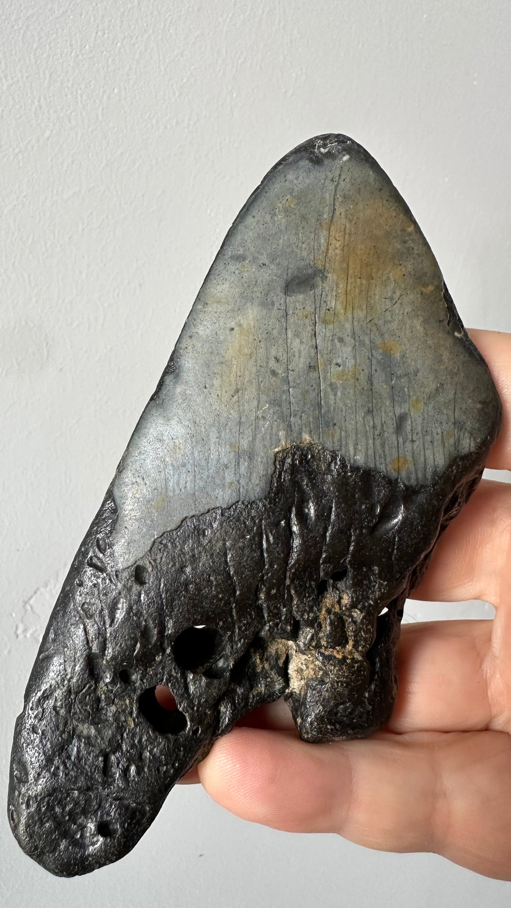 Megalodon shark tooth, second view