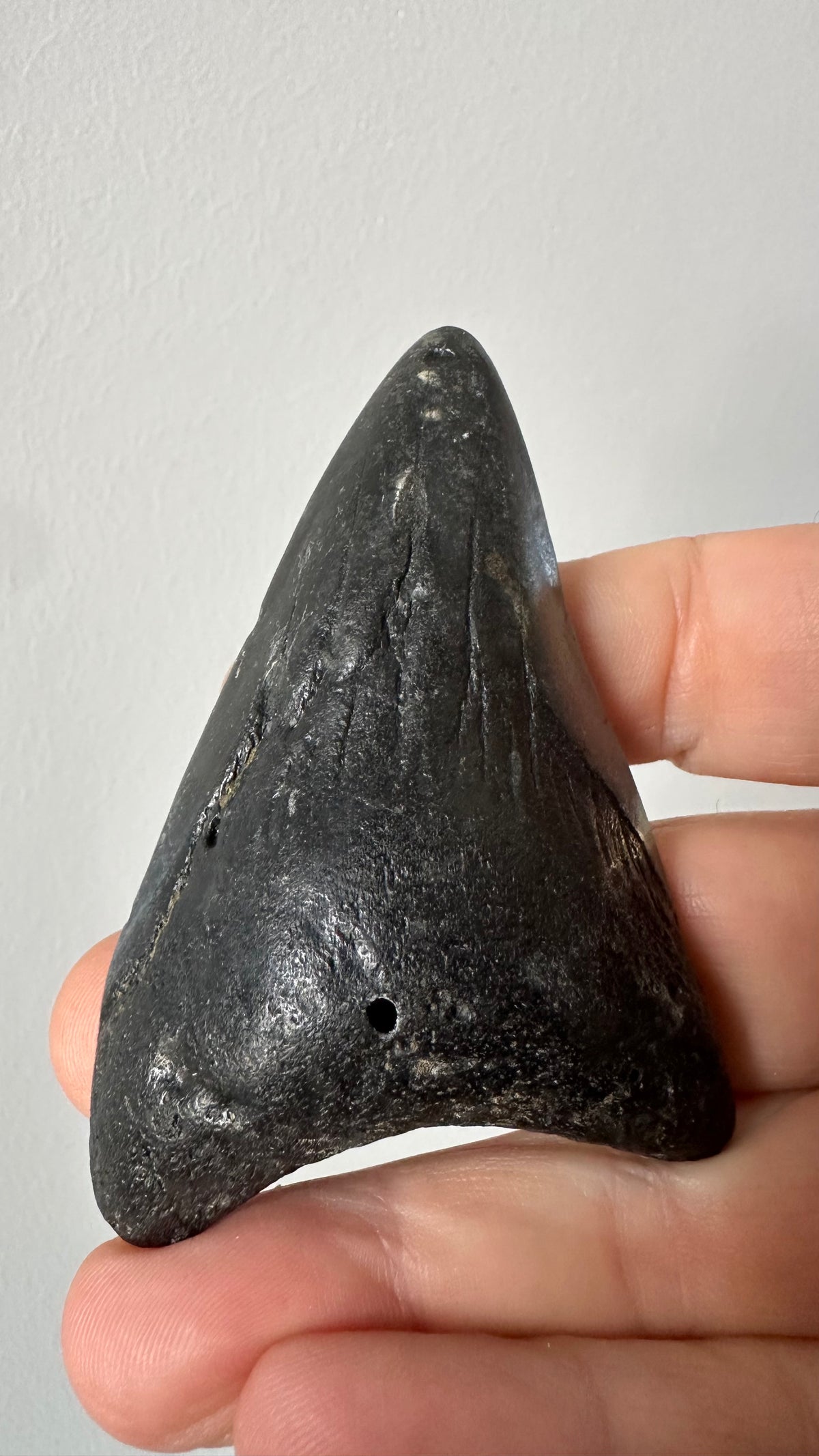 Megalodon shark tooth, first view