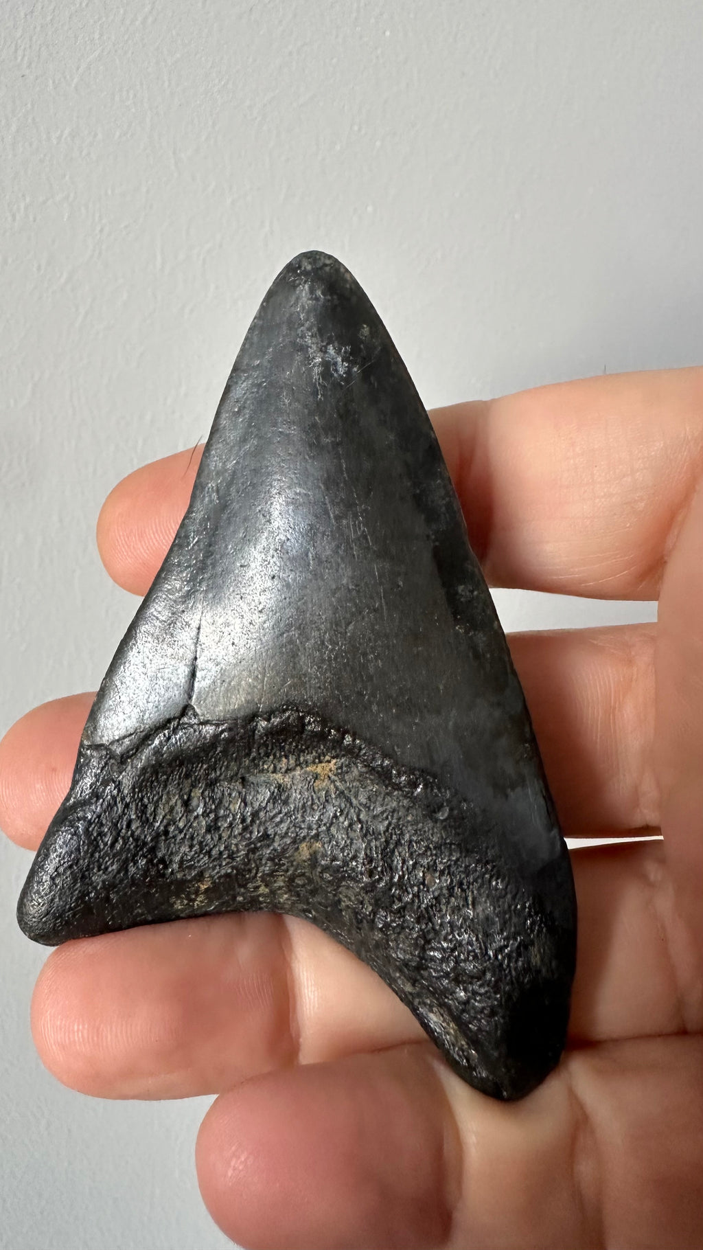 Megalodon shark tooth, second view