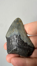 2.5” Genuine Megalodon Fossil Shark Tooth - Natural Specimen