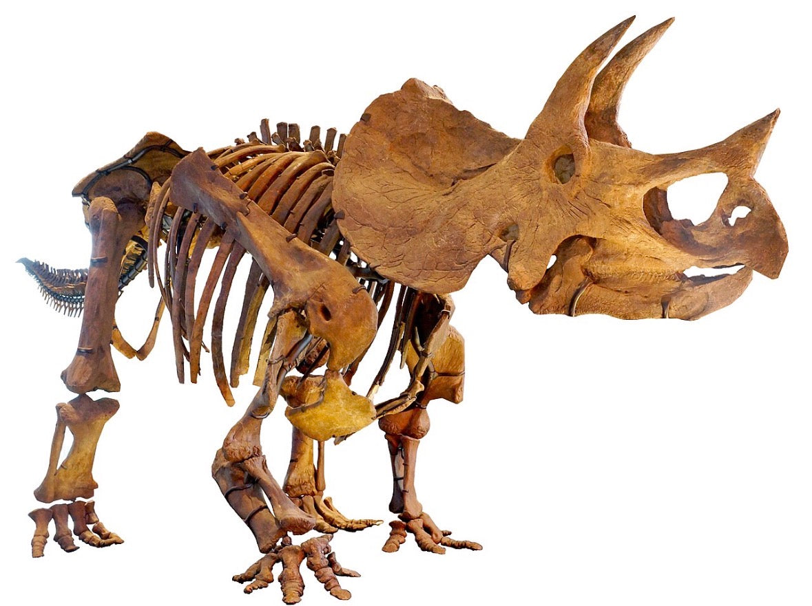 Fossil Triceratops front lower leg and foot – Mounted Specimen